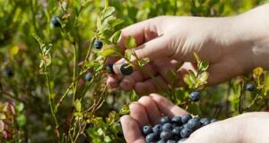 Енергетична криза ставить під загрозу вирощування ягід в Україні