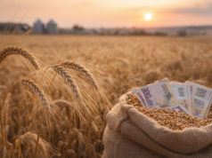 Стан ринку зернових культур в Україні: ціни на ячмінь та ключові фактори впливу